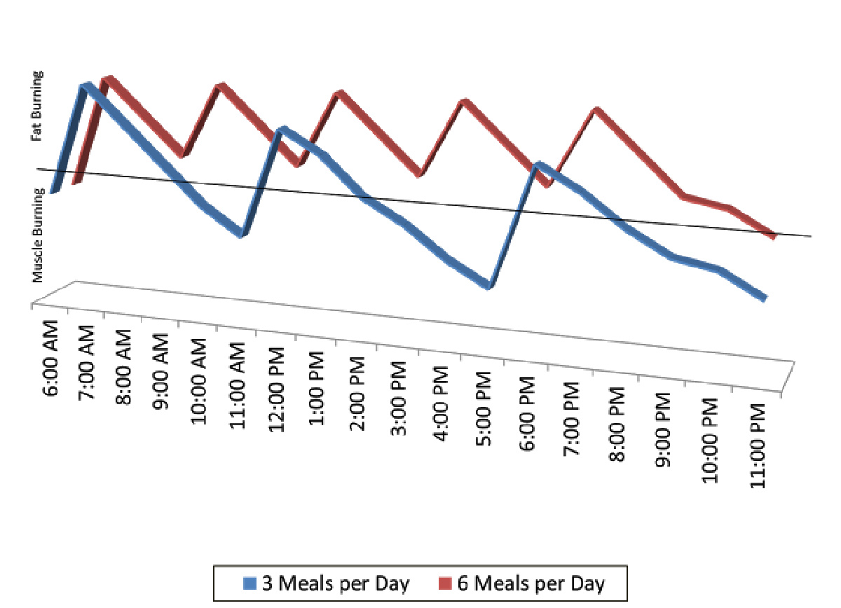 graphic showing the difference between eating multiple times per day vs every 3 hours