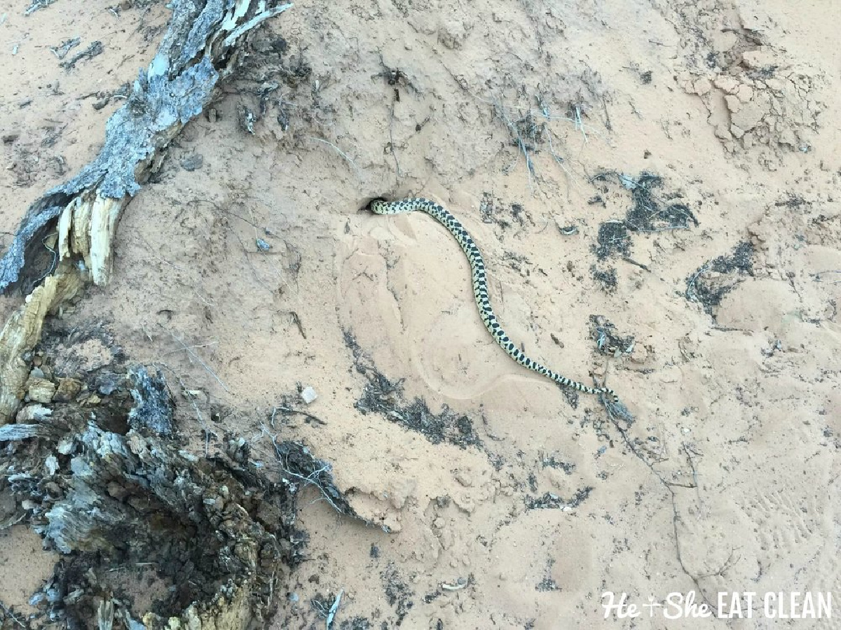 snake entering a hole in the sand in Arches National Park