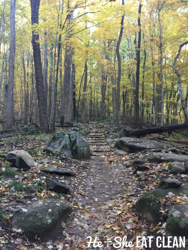 trail in the fall with yellow trees