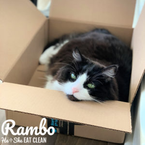 black and white fluffy cat with green eyes in a cardboard box